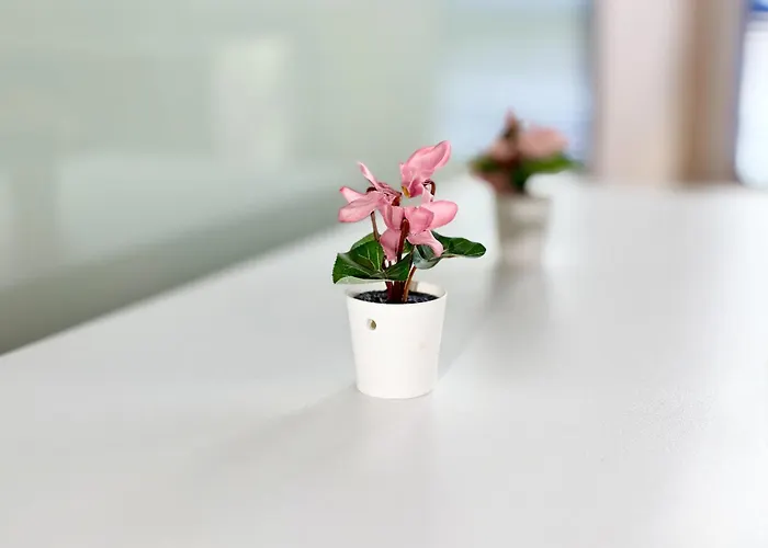 Chayka Chic * וארנה